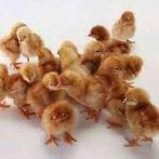 kuikens kabir turbo/mechelse koekoek/cou nu voor 20 januari, Dieren en Toebehoren, Pluimvee, Geslacht onbekend, Kip
