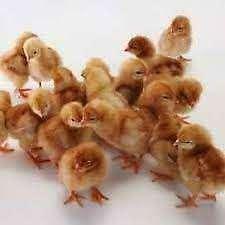 kuikens kabir turbo/mechelse koekoek/cou nu voor 20 januari, Dieren en Toebehoren, Pluimvee, Kip, Geslacht onbekend