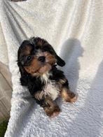 Wondermooie Cavapoo pups( dwergpoedel x cavallier), Dieren en Toebehoren, Poedel, België, CDV (hondenziekte), 8 tot 15 weken