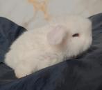 Infirmière Minilop et bélier, Plusieurs animaux, Nain, Oreilles tombantes, 0 à 2 ans