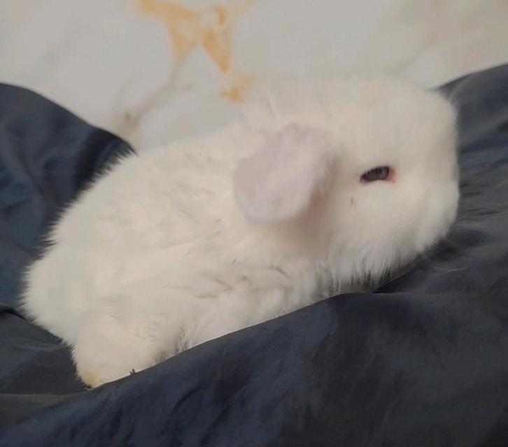 Infirmière Minilop et bélier, Animaux & Accessoires, Lapins, Nain, Plusieurs animaux, 0 à 2 ans, Oreilles tombantes