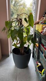 Philodendron, 1m20, Maison & Meubles, Plantes d'intérieur, Autres espèces, Enlèvement, 100 à 150 cm, Plante verte