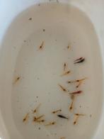 Garnalen mix neocaridina, Kreeft, Krab of Garnaal