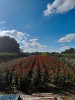 photinia red robin glansmispel mooie struiken!, Enlèvement ou Envoi, Haie