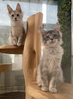 Maine coon, Dieren en Toebehoren, Poes, Gechipt, 0 tot 2 jaar
