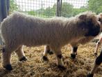 Walliser Schwarznase ramlam, 04/03/2025, Mannelijk, Schaap, 0 tot 2 jaar