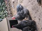 Cochin haantje, Dieren en Toebehoren, Pluimvee