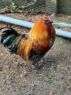 Hanen te koop, Dieren en Toebehoren, Mannelijk, Kip