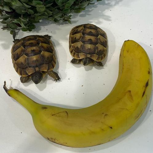 Moorse Landschildpad (Testudo graeca ibera), Dieren en Toebehoren, Reptielen en Amfibieën, Schildpad, 0 tot 2 jaar, Tam