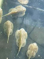 Hobbyaquarium  Sewellia Lineolata/steenkruiper, Dieren en Toebehoren, Vissen | Aquariumvissen, Vis, Zoetwatervis, Schoolvis