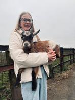 Tamme geit, Dieren en Toebehoren, Schapen, Geiten en Varkens, Geit