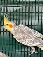 Valkparkiet augustus ‘25 Man/Male, Dieren en Toebehoren, Mannelijk, Parkiet