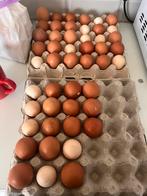 Bio eieren, Dieren en Toebehoren, Pluimvee, Vrouwelijk, Kip