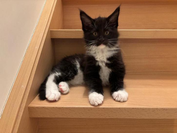 Nog 1 maine coon katertje beschikbaar! (HK20308283), Dieren en Toebehoren, Katten en Kittens | Raskatten | Langhaar, Kater, 0 tot 2 jaar