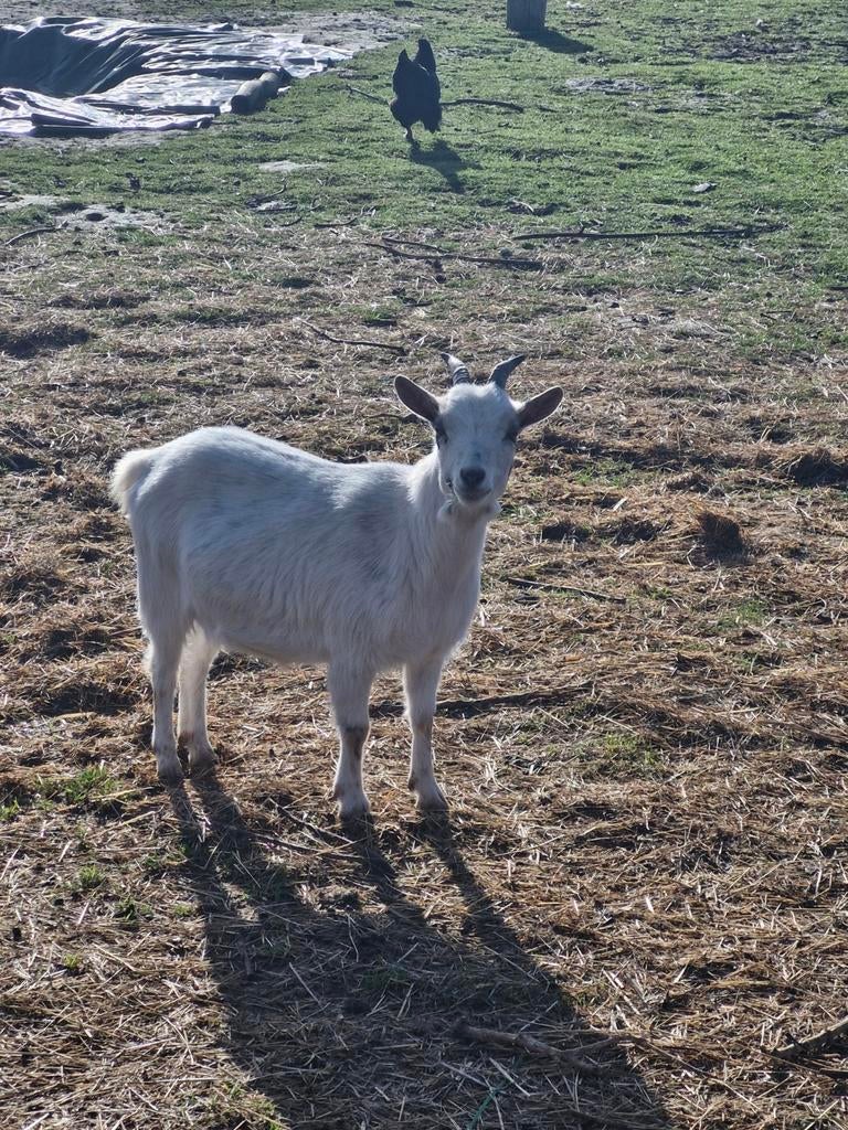 Mieke 10 maanden oud, Dieren en Toebehoren