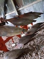 Ploeg steno 4 schaar