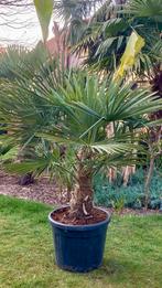 Palmboom Trachycarpus F., Tuin en Terras, Ophalen, Palmboom