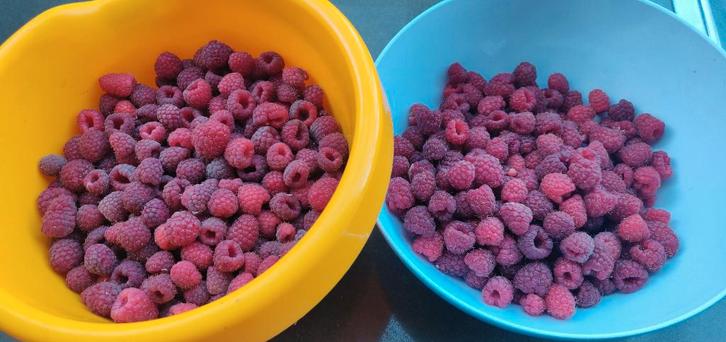 Frambozenstruiken te koop, Tuin en Terras, Planten | Tuinplanten, Ophalen