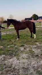 3 jarige ruin veel kwaliteit, Dieren en Toebehoren, Paarden, Ruin