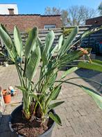 Strelitzia die bloemen geeft, Enlèvement