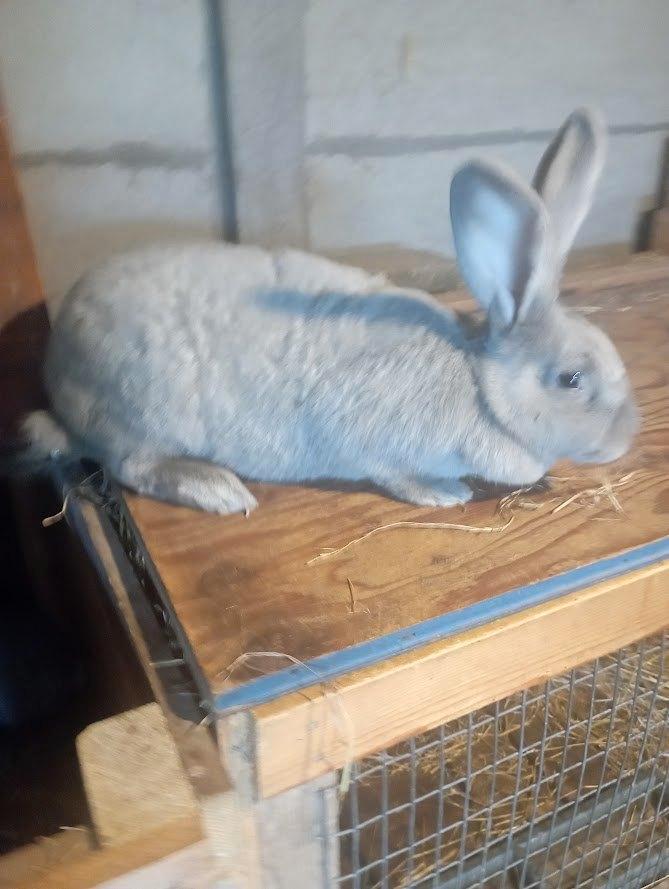 2 voedsters en 1 ram, Animaux & Accessoires, Lapins, Taille moyenne