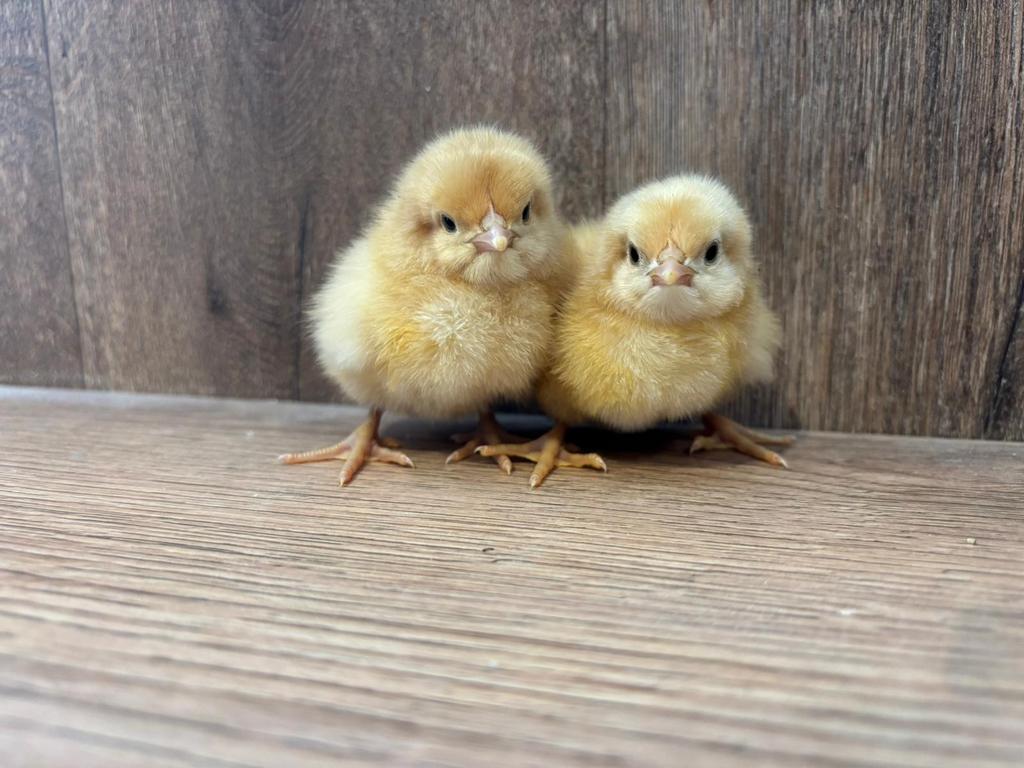 Orpington kuikens, Animaux & Accessoires