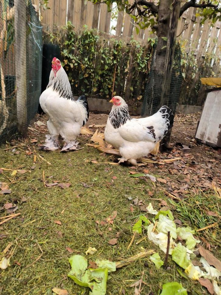 Broedeieren Brahma kriel zwart wit columbia, Dieren en Toebehoren, Pluimvee, Kip