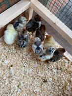 Kuikens lakenvelder en zilverbrakel, Sexe inconnu, Poule ou poulet