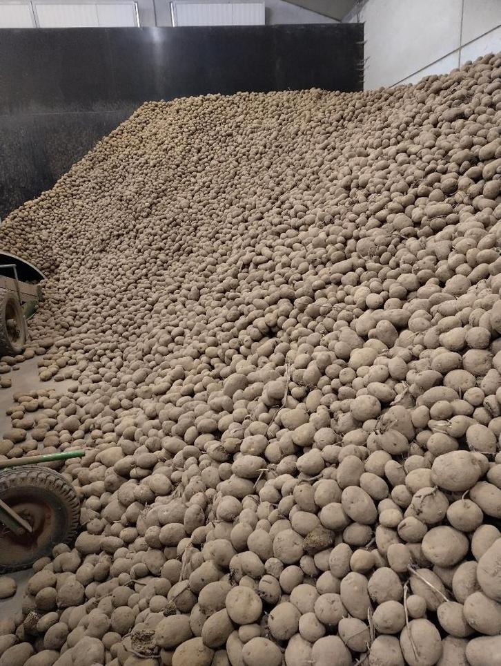 Lekkere aardappelen !, Articles professionnels, Agriculture | Pommes de terre, Légumes, Fruits & Viande, Enlèvement