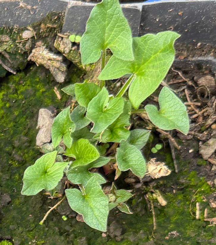 Brave Hendrik, spinazie, vergeten groente, Tuin en Terras, Planten | Tuinplanten, Vaste plant, Groenteplanten, Volle zon, Zomer