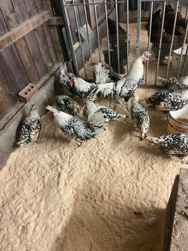 Broedeieren appenzeller spitskuif, Animaux & Accessoires, Volatiles