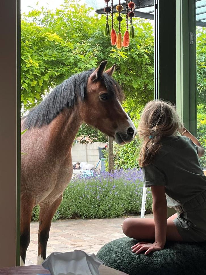 Paulientje zoekt een nieuwe thuis, Dieren en Toebehoren, Pony's, Merrie, B, B pony (1.17m tot 1.27m), Recreatiepony, 7 tot 10 jaar