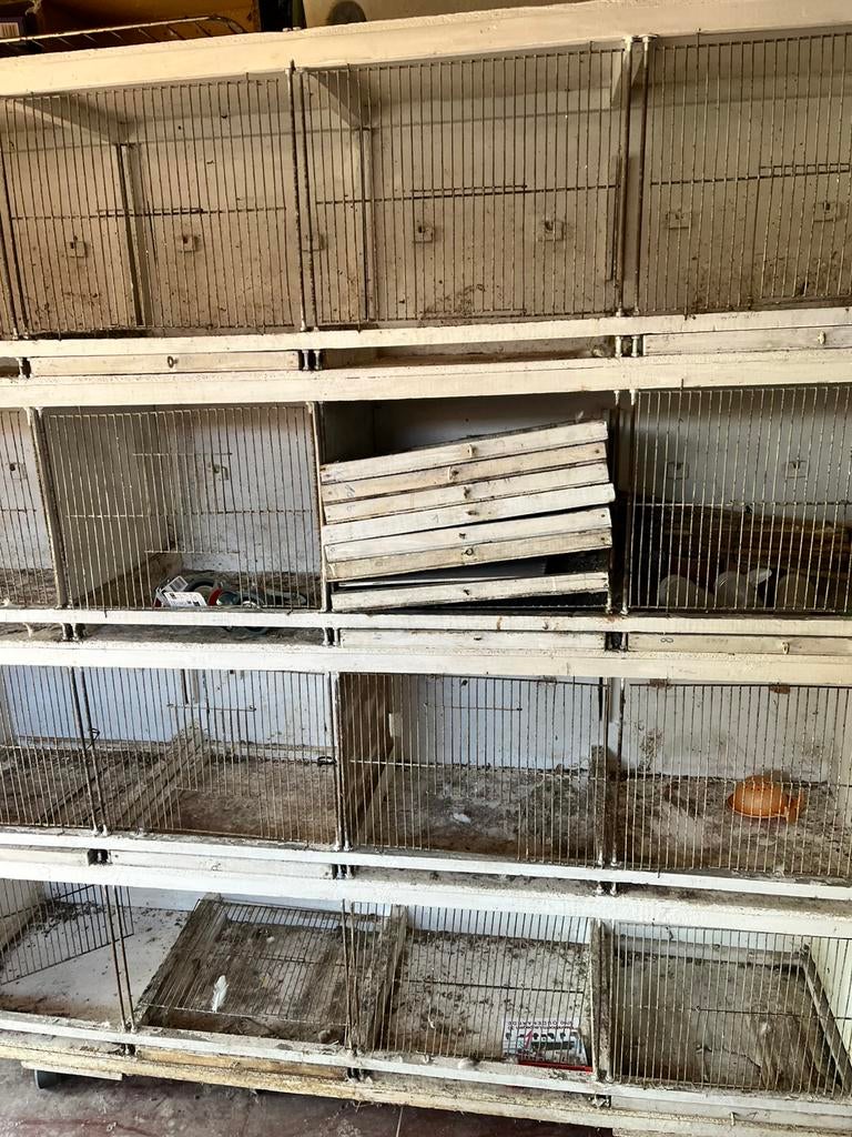 Vogel Duıven Hokken, Enlèvement, Comme neuf