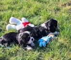 Prachtige cavalier king charles pups van geteste ouders, Parvo, België, Fokker | Hobbymatig, Reu