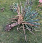 Yucca plant, Enlèvement, Plante fixe, Autres espèces, Plein soleil