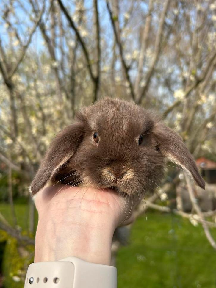 Nederlandse dwerghangoortjes, Dieren en Toebehoren, Konijnen, Dwerg, Meerdere dieren, 0 tot 2 jaar, Hangoor