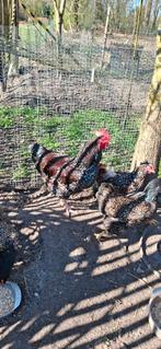 Jonge haan sussex rood-porselein, Dieren en Toebehoren