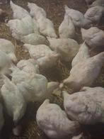 Vetkippen te koop, Dieren en Toebehoren, Pluimvee, Kip