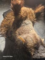 Prachtige everzwijn kop., Ophalen