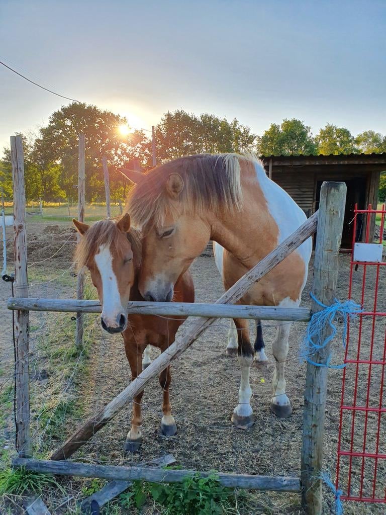 Gouden thuis gezocht!, Dieren en Toebehoren, Paarden, Merrie, Zadelmak, Minder dan 160 cm, 11 jaar of ouder, Recreatiepaard, Gechipt