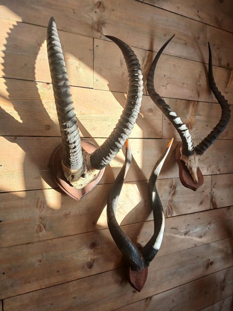 taxidermie Afrikaanse geweien, Verzamelen, Dierenverzamelingen, Ophalen, Gebruikt, Wild dier, Gewei of Kop
