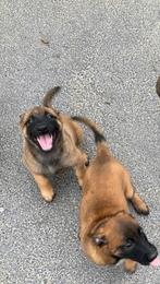 Mechelse herders puppy, Dieren en Toebehoren, België, Particulier, 8 tot 15 weken, Parvo