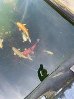 Filter ,pomp, u v lamp , zuurstof en plantenbak en vissen, Carpe ou Koï