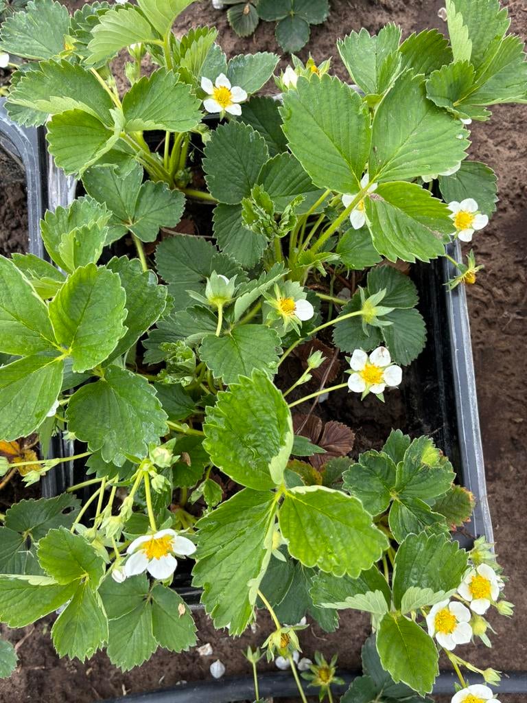 TE KOOP zoete aardbei planten, Jardin & Terrasse, Plantes | Jardin, Enlèvement