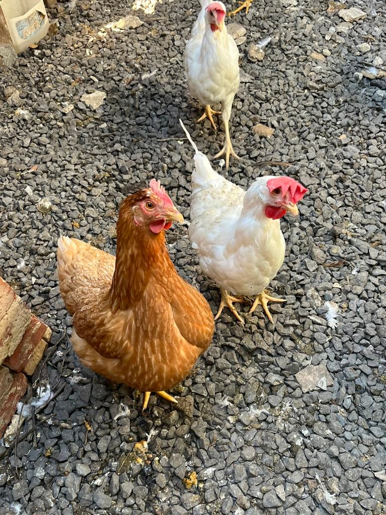 Legkippen, Dieren en Toebehoren, Pluimvee, Vrouwelijk, Kip