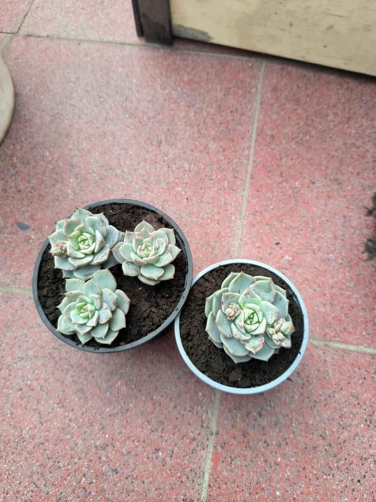 Vetplant graptoveria titubans, Maison & Meubles, Plantes d'intérieur, Plante succulente, Plein soleil, Plante à fleurs, Moins de 100 cm