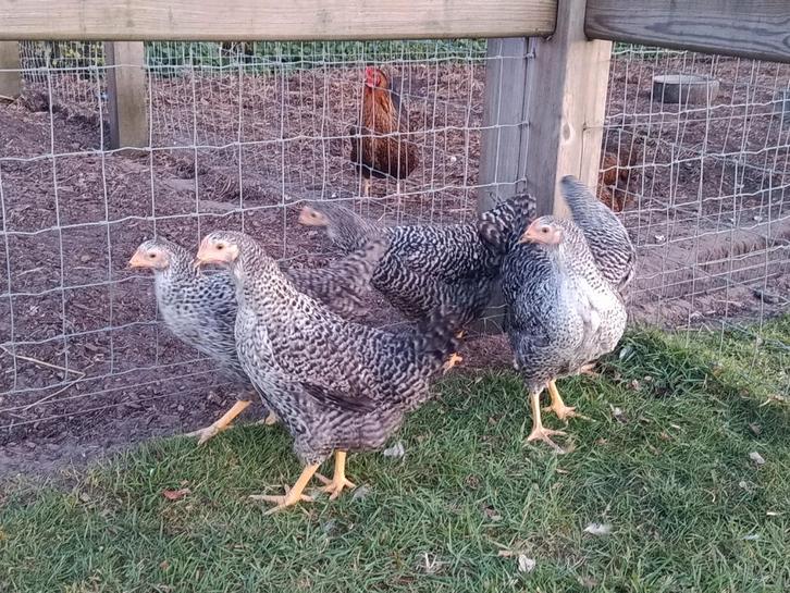 hollandse blauwe legkippen, Animaux & Accessoires, Volatiles, Poule ou poulet