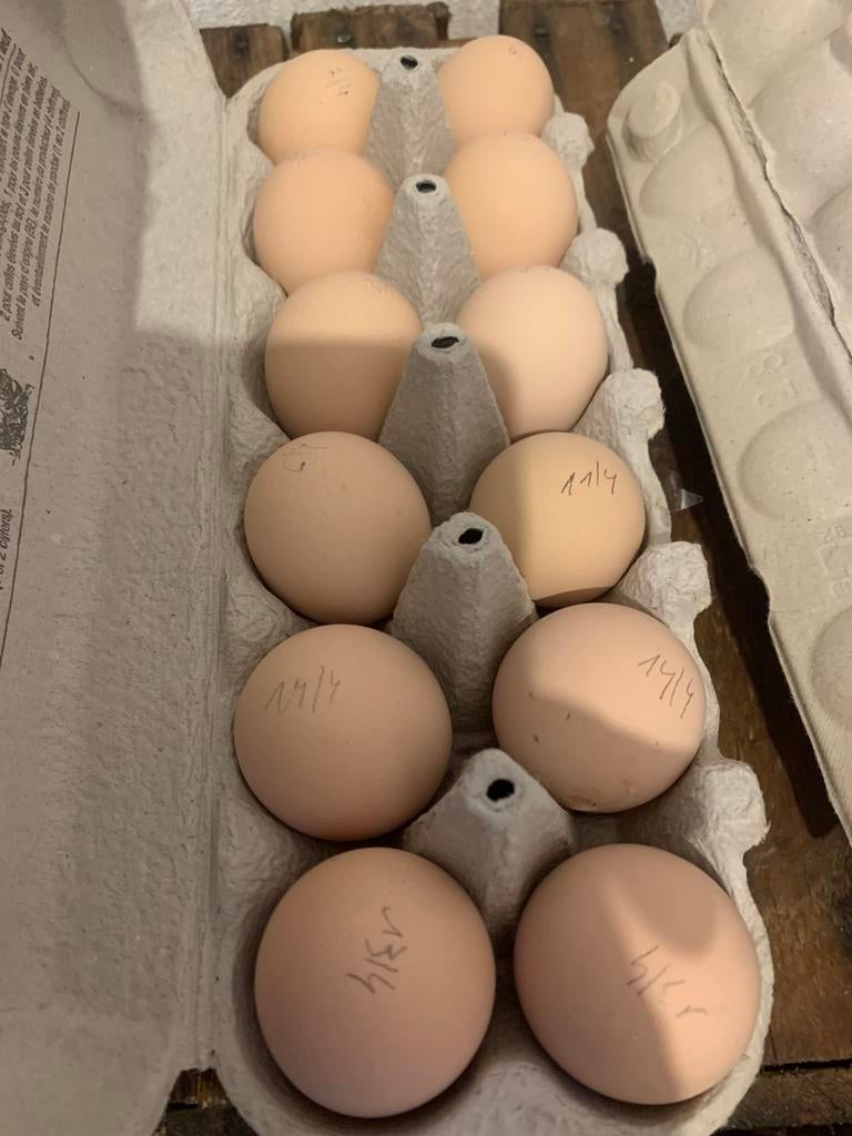 Broedei faverolles x silverudds, Animaux & Accessoires