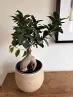 Ficus microcarpa "Ginseng" (Chinese vijg) - echte plant, Ophalen, Ficus, Halfschaduw, Minder dan 100 cm