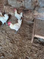 poule de bresse, Dieren en Toebehoren, Pluimvee, Meerdere dieren, Kip